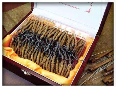 涟源冬虫夏草回收